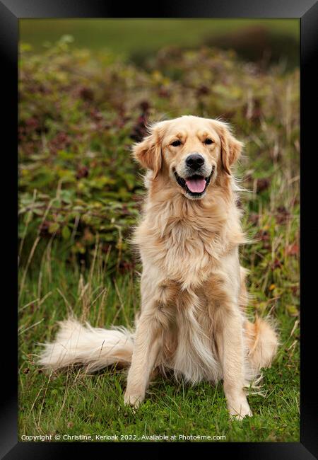 Golden Retriever Framed Print by Christine Kerioak