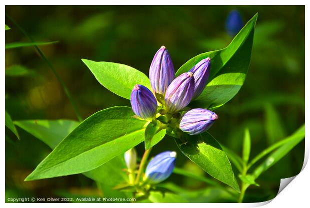 Enchanting Beauty of the Bottle Gentian Print by Ken Oliver