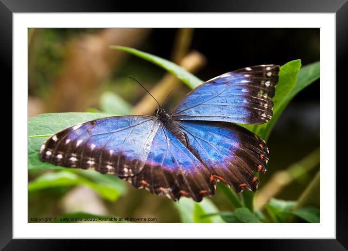 Blue Morpho Butterfly Framed Mounted Print by Sally Wallis