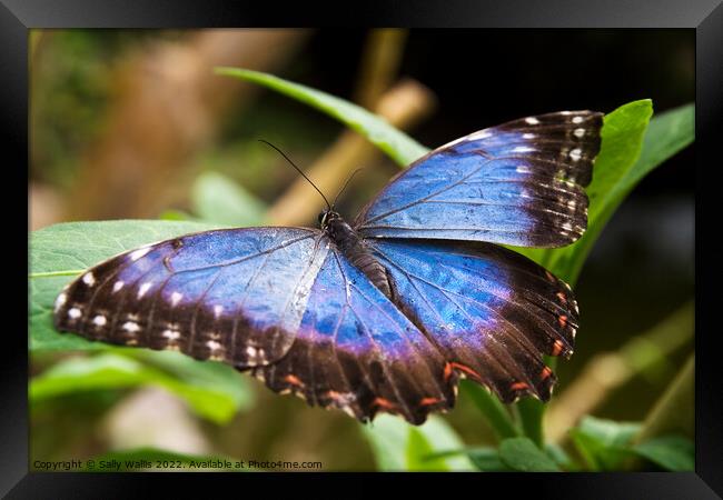 Blue Morpho Butterfly Framed Print by Sally Wallis