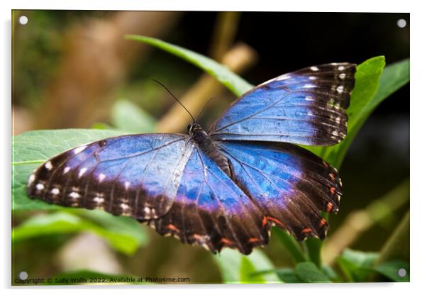 Blue Morpho Butterfly Acrylic by Sally Wallis