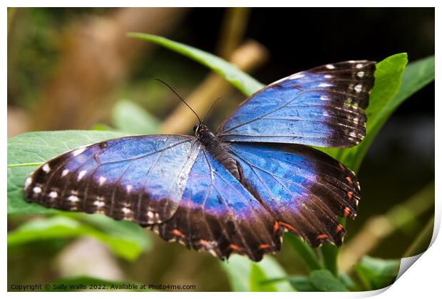 Blue Morpho Butterfly Print by Sally Wallis