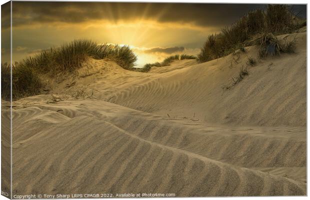 SUNSET ACROSS THE DUNES - CAMBER SANDS, EAST SUSSE Canvas Print by Tony Sharp LRPS CPAGB