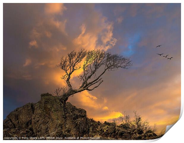 LONE TREE AT DUSK - THE LAKE DISTRICT Print by Tony Sharp LRPS CPAGB