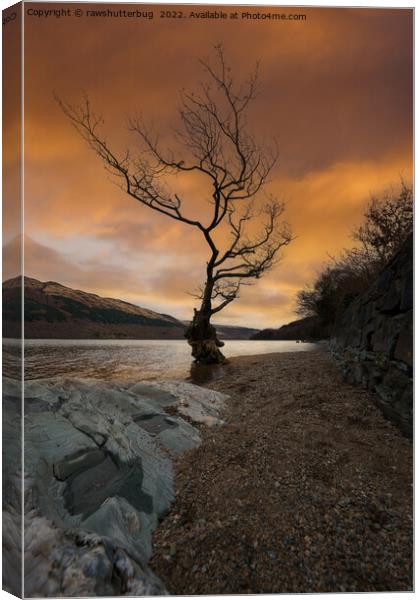Loch Lomond Firkin Point Single Tree Sunrise Canvas Print by rawshutterbug 