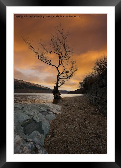 Loch Lomond Firkin Point Single Tree Sunrise Framed Mounted Print by rawshutterbug 