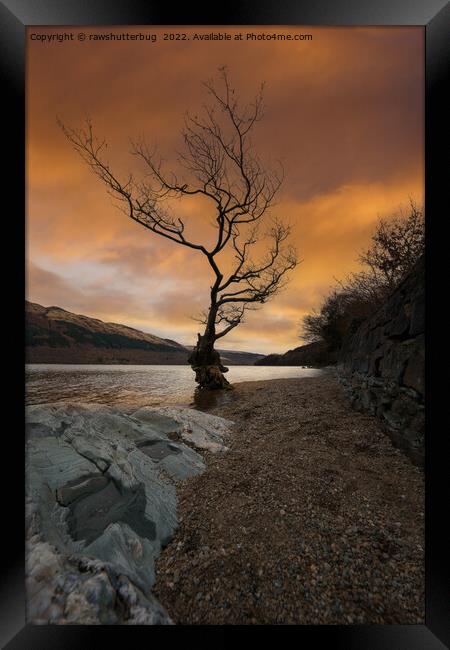 Loch Lomond Firkin Point Single Tree Sunrise Framed Print by rawshutterbug 