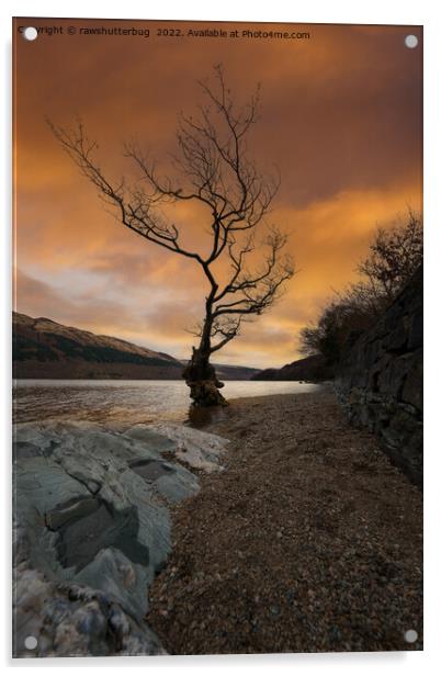 Loch Lomond Firkin Point Single Tree Sunrise Acrylic by rawshutterbug 
