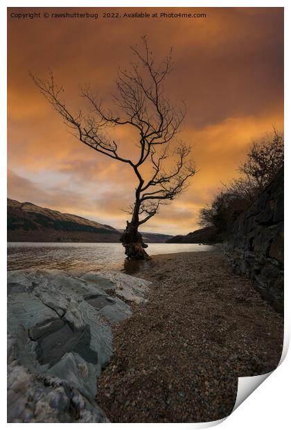 Loch Lomond Firkin Point Single Tree Sunrise Print by rawshutterbug 