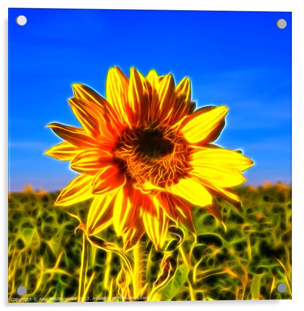 Lone Sunflower Acrylic by Ann Biddlecombe