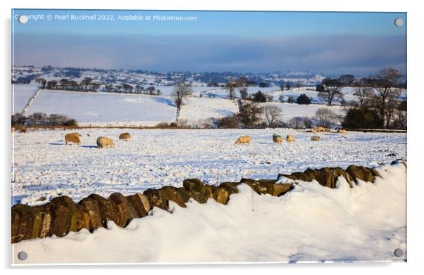 Peak District Sheep in Snowy Landscape Acrylic by Pearl Bucknall