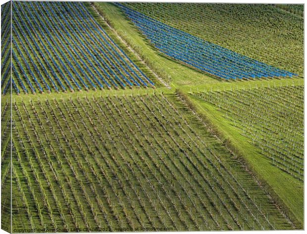 VINEYARD - RATHFINNY ESTATE,SOUTH DOWNS Canvas Print by Tony Sharp LRPS CPAGB