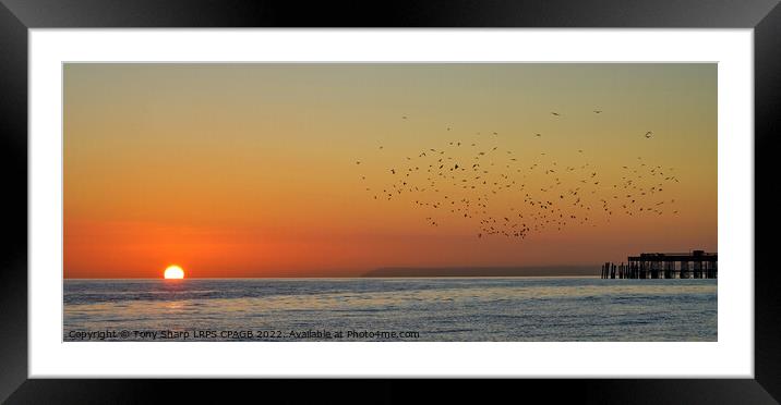 A MURDER OF CROWS OVER HASTINGS PIER Framed Mounted Print by Tony Sharp LRPS CPAGB