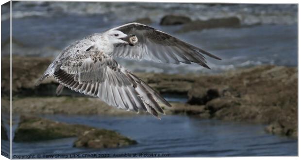 JUVENILE HERRING GULL WITH WHELK SHELL Canvas Print by Tony Sharp LRPS CPAGB