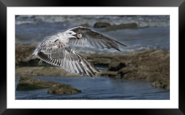 JUVENILE HERRING GULL WITH WHELK SHELL Framed Mounted Print by Tony Sharp LRPS CPAGB