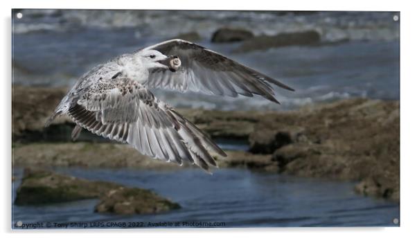 JUVENILE HERRING GULL WITH WHELK SHELL Acrylic by Tony Sharp LRPS CPAGB