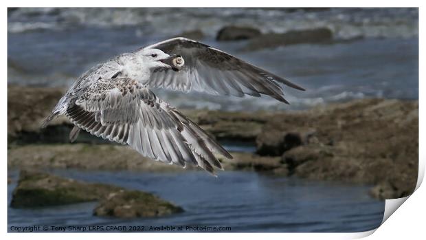 JUVENILE HERRING GULL WITH WHELK SHELL Print by Tony Sharp LRPS CPAGB