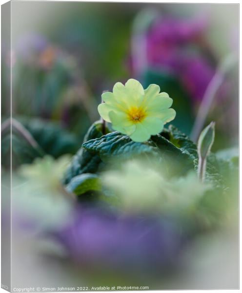 primrose flower Canvas Print by Simon Johnson
