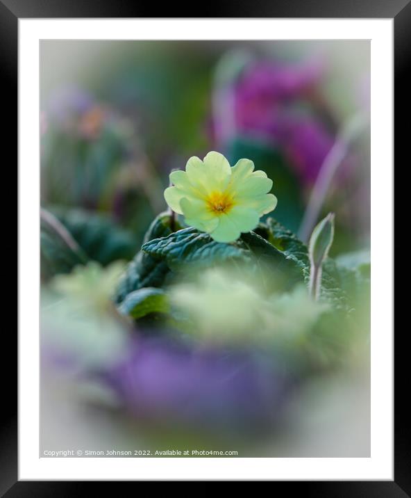 primrose flower Framed Mounted Print by Simon Johnson