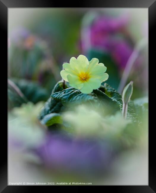 primrose flower Framed Print by Simon Johnson