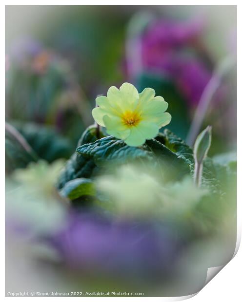 primrose flower Print by Simon Johnson