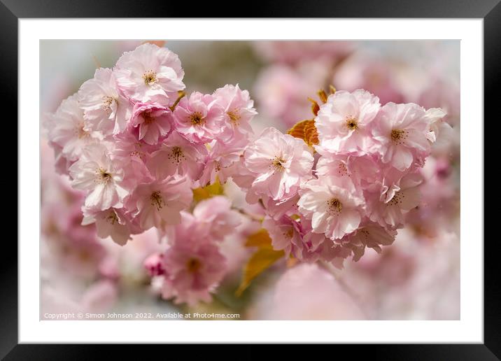 spring Cherry blossom Framed Mounted Print by Simon Johnson