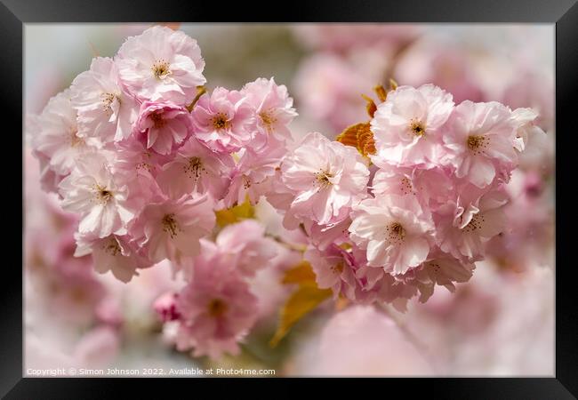 spring Cherry blossom Framed Print by Simon Johnson