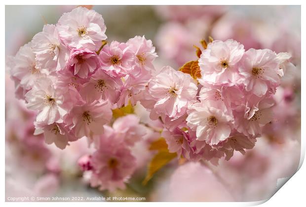 spring Cherry blossom Print by Simon Johnson