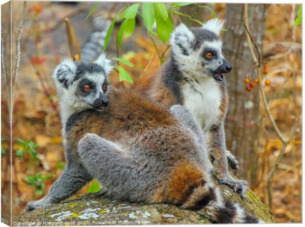 Curious Pair of Ring-Tailed Lemurs in Madagascar Canvas Print by Margaret Ryan