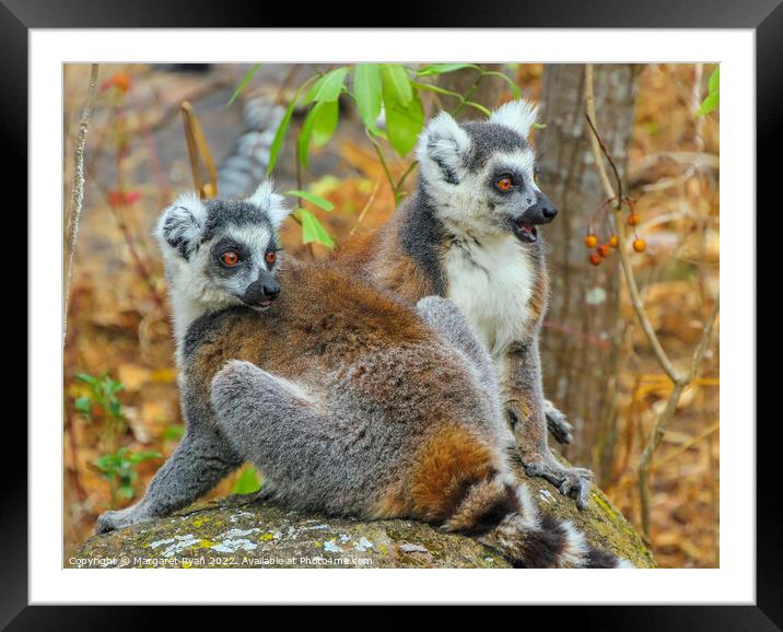 Curious Pair of Ring-Tailed Lemurs in Madagascar Framed Mounted Print by Margaret Ryan