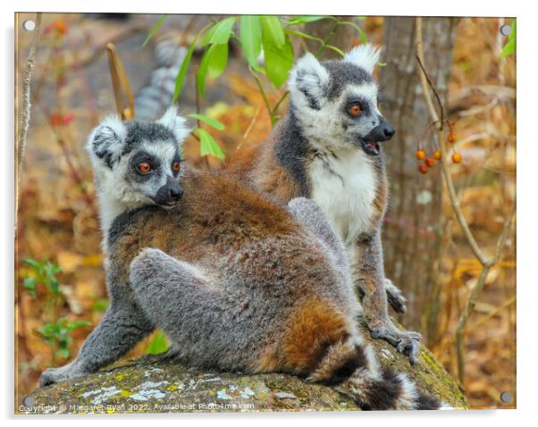 Curious Pair of Ring-Tailed Lemurs in Madagascar Acrylic by Margaret Ryan