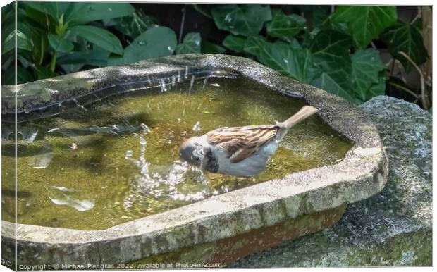 Close up on a cute little sparrow bathing and having fun in a bi Canvas Print by Michael Piepgras