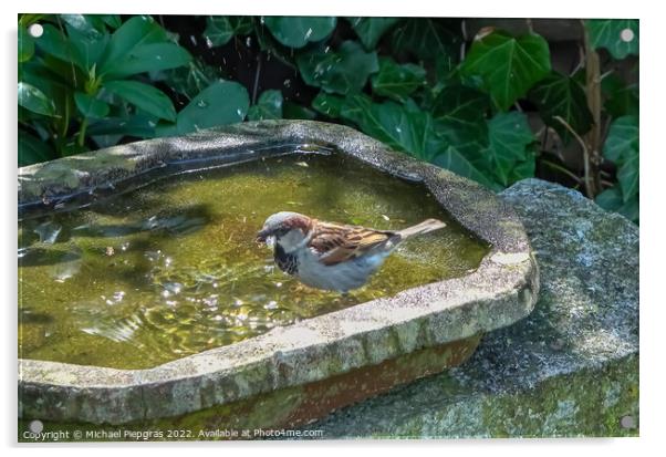 Close up on a cute little sparrow bathing and having fun in a bi Acrylic by Michael Piepgras