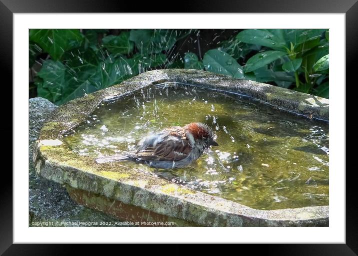 Close up on a cute little sparrow bathing and having fun in a bi Framed Mounted Print by Michael Piepgras