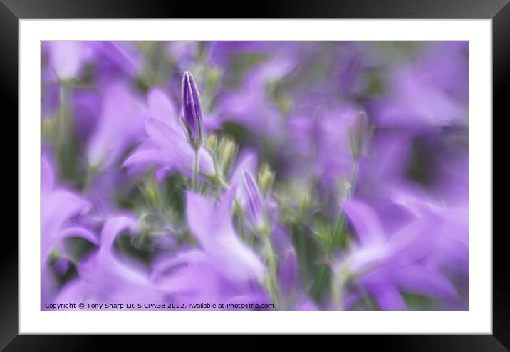 TRAILING BLUE FLOWER - TRAILING BELLFLOWER (CAMPAN Framed Mounted Print by Tony Sharp LRPS CPAGB