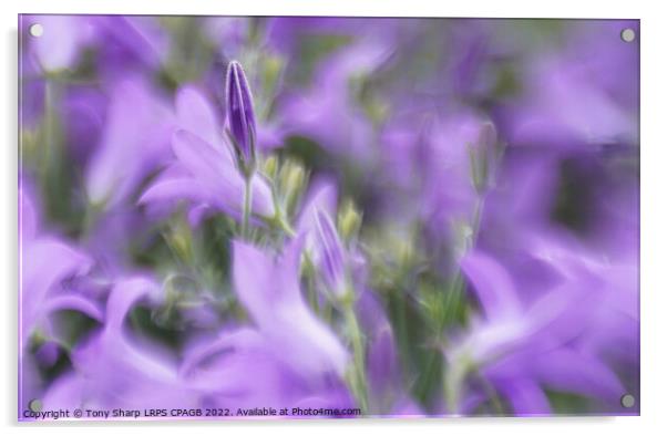 TRAILING BLUE FLOWER - TRAILING BELLFLOWER (CAMPAN Acrylic by Tony Sharp LRPS CPAGB