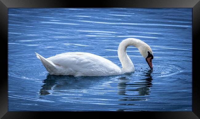 White Swan Framed Print by David Jeffery
