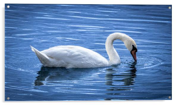White Swan Acrylic by David Jeffery