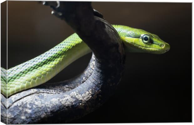 Red-tailed Racer Arboreal Ratsnake Canvas Print by Artur Bogacki