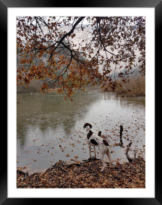 Dog watching ducks Framed Mounted Print by Sally Wallis
