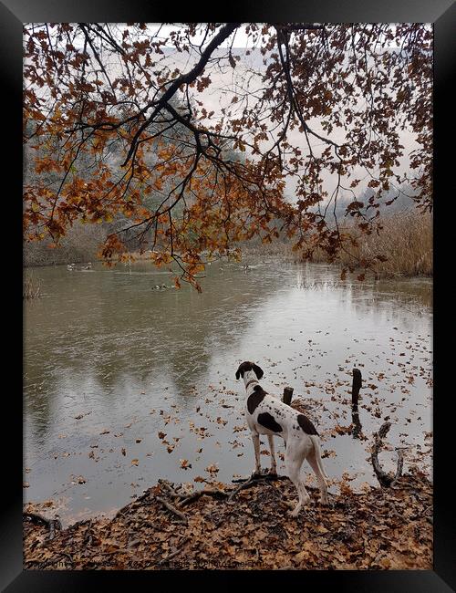 Dog watching ducks Framed Print by Sally Wallis