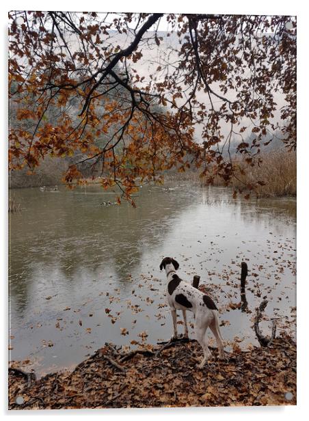 Dog watching ducks Acrylic by Sally Wallis