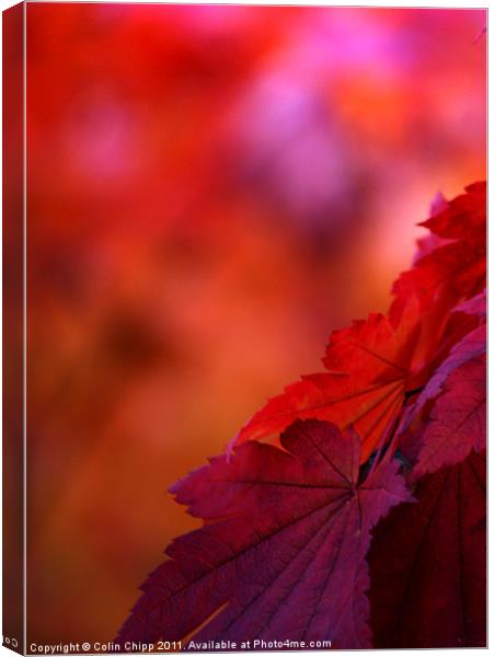 Autumn leaves Canvas Print by Colin Chipp