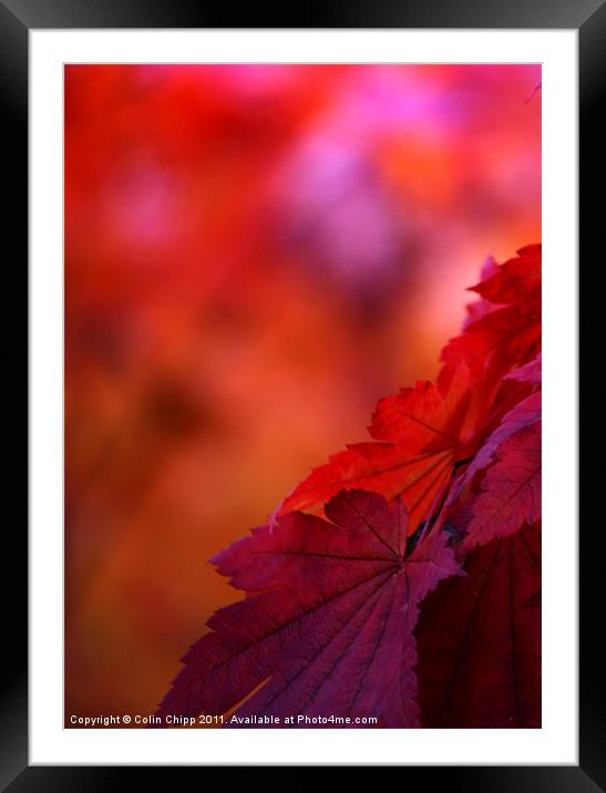 Autumn leaves Framed Mounted Print by Colin Chipp
