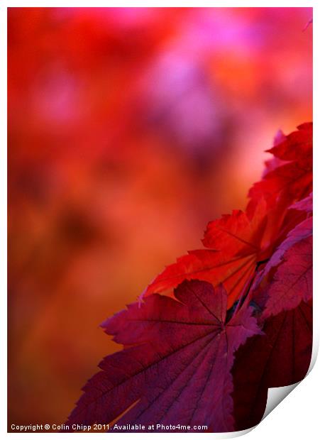 Autumn leaves Print by Colin Chipp