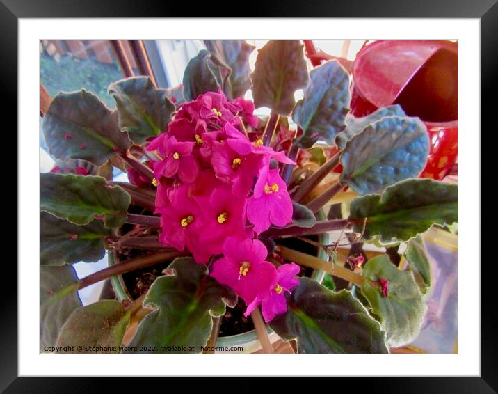 Pink African violet Framed Mounted Print by Stephanie Moore