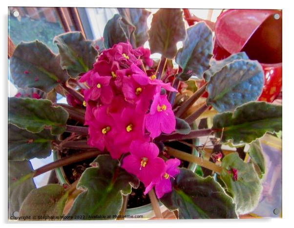 Pink African violet Acrylic by Stephanie Moore