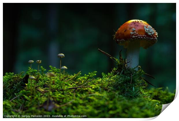 Fly agaric or Fly amanita (Amanita muscaria) is a basidiomycete  Print by Sergey Fedoskin