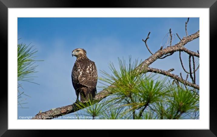 A hawk perched on a tree branch Framed Mounted Print by Cecil Owens