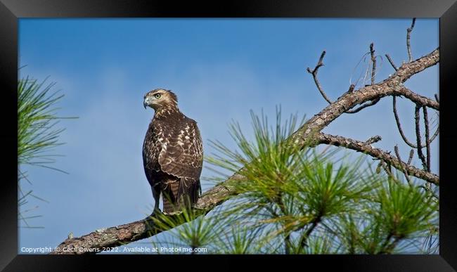 A hawk perched on a tree branch Framed Print by Cecil Owens